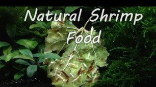 'Natural food we feed shrimp likeFruits & Vegetables | Explained in tamil | SR'