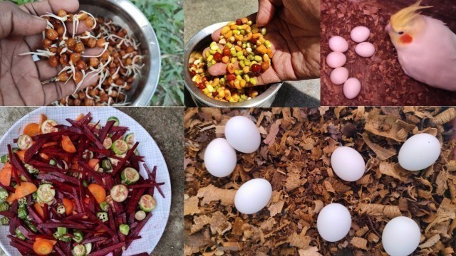 'Cockatiel Breeding food tips | Cocktail Breeding food tips in tamil 