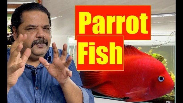 'Blood Parrot Aquarium Fish | King Kong Parrot | Beginners Aquarium Fish | Mayur Dev Tips HD'