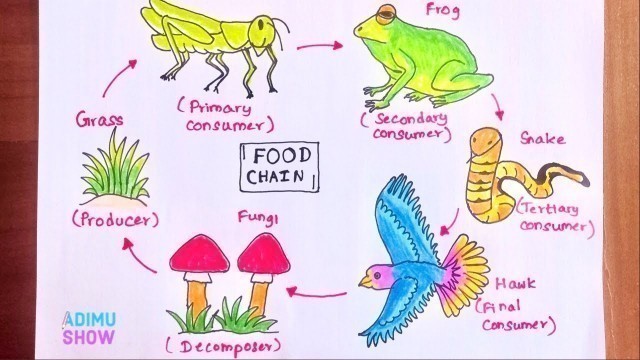 'How to Draw Food Chain