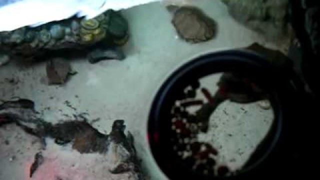 'Feeding my turtle tank + food tips'