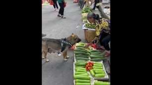 'High IQ dog helps owner to buy food'