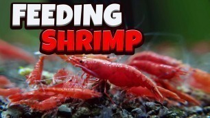 'Cheaper food to Feed Shrimp'