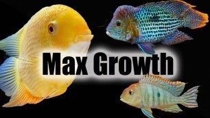 'How to Make Your Fish Grow Faster'