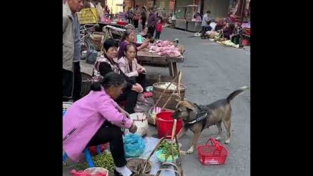'High IQ dog helps owner to buy food