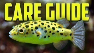 'How To Keep Green Spotted Puffer Fish [Care Guide]'