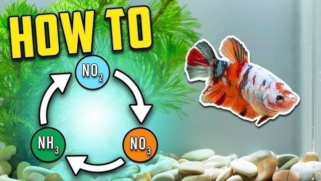 'Best Nitrogen Cycle Guide for Beginners (Different Methods Explained)'