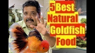 '5 best Goldfish foods | Goldfish Aquarium | Mayur Dev Aquascaper | Natural Aquarium Fish Food'