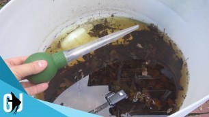 '#492: Feeding Mosquito Larvae to Aquarium Fish - Tank Tip'