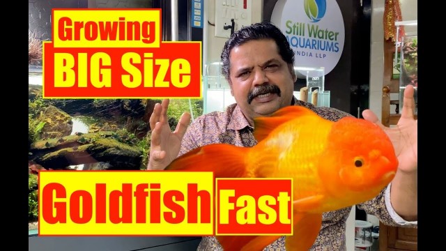 'How to Grow | Big Size Goldfish | Goldfish Aquarium | Mayur Dev Aquascaper 4K'