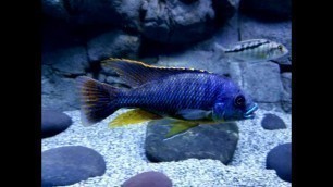 'A Very Simple and Useful Tip For Feeding Your Cichlids'