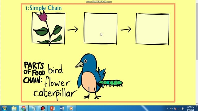 'Food chains Part 1'