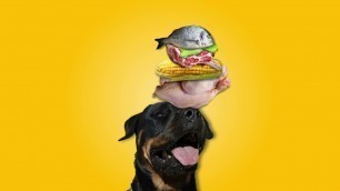 'Oscar Daisy – Dog Food Looping Billboard Advert'
