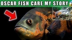 'Oscar Fish Care With Price | Tank Setup | Tankmates | Oscar Fish Food | Swim bladder diseases india'