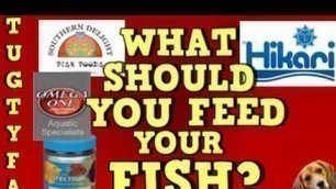 'What To Feed Your Fish, The Ultimate Guide To Your First Aquarium Episode 8'