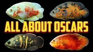 'Oscar Fish - The Complete Care Guide'