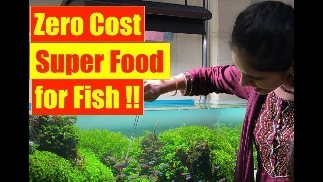 'Zero Cost | Super Food for All Aquarium Fish | Earthworms | Mayur Dev\'s Fish Keeping Tips HD 1080p'