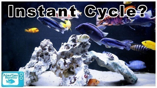 'How to Cycle a Fish Tank FAST!'