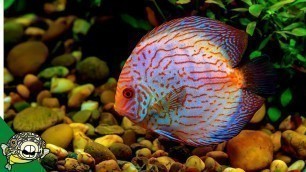 'Discus Fish Care Guide  FOR BEGINNERS'