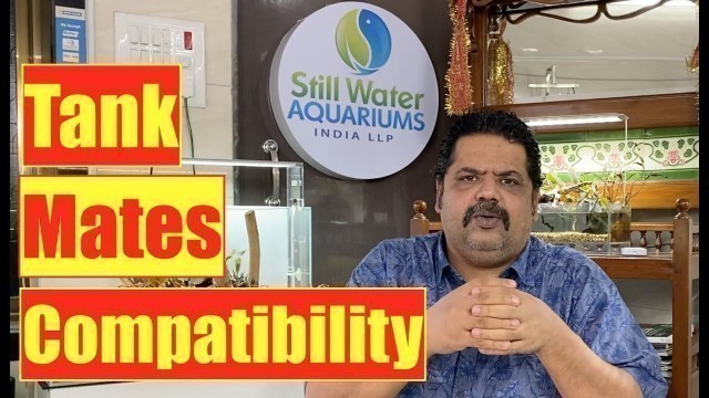 'Natural Compatibility | Aquarium Fish Tank Mates | Mayur Dev\'s Tips on fish keeping HD 1080p'