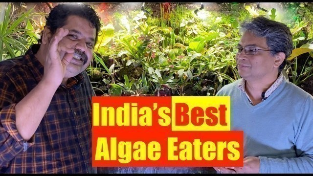 'Indian Algae Eaters for Planted Aquarium | Mayur Dev\'s Tips | Better fish Keeping HD 1080p'