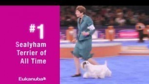 'Eukanuba - Trusted by Champion Dogs and Breeders (Advert Jury)'