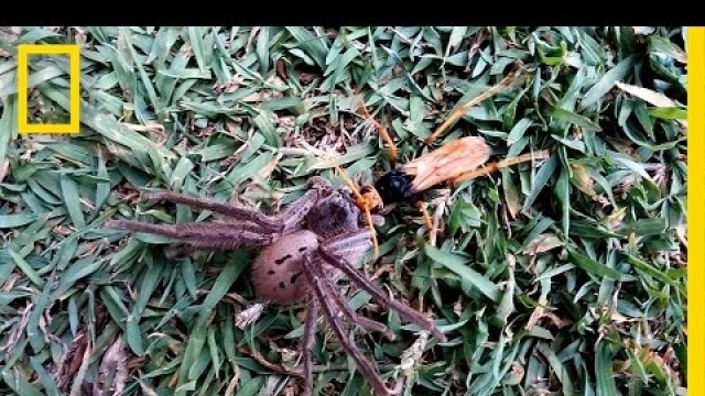 'Wasp Paralyzes Spider—But the Food Fight Isn\'t Over | National Geographic'