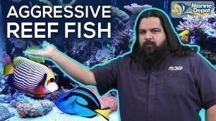 'TOP 6 TIPS For Aggressive FISH In Your Reef Tank | How to Assemble a Tranquil Saltwater Aquarium'