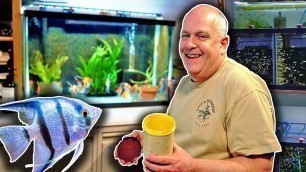 'Freshwater Angelfish Care - 50 years of Experience!'