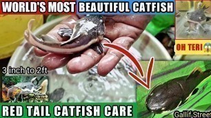 'Red Tail Catfish Care Price | Tank Setup | Tankmates | Fish Food | RTC Growth monster fish india'
