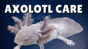 'AXOLOTL CARE GUIDE | Housing, Feeding, & Tank Mates | Ambystoma mexicanum'