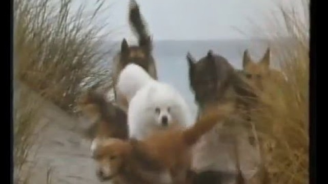 'Winalot Dog Food Funny 1980 British Tv Ad'