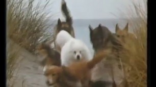 'Winalot Dog Food Funny 1980 British Tv Ad'