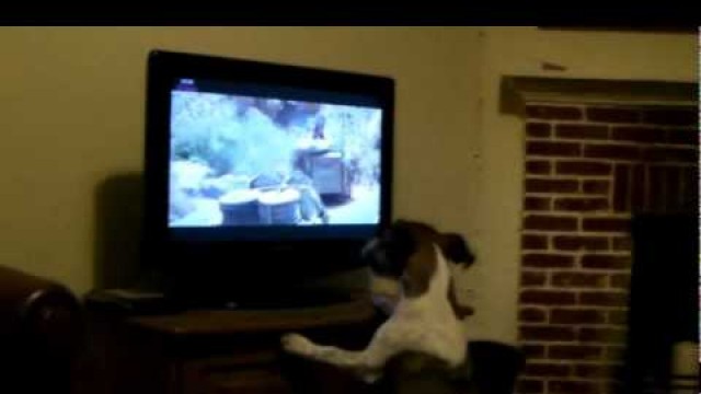 'Monty watching Indiana Jones, and a dog food advert...'