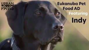 'Eukanuba pet food advert featuring Indy'