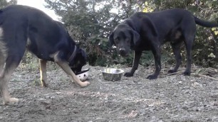 'Advert 1 - Twiggles Dog Food - Simran Kotak & Georgia Boorn'