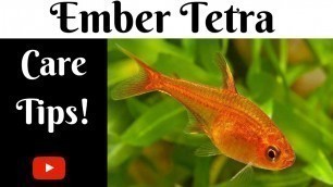'Ember Tetra Care Tips'