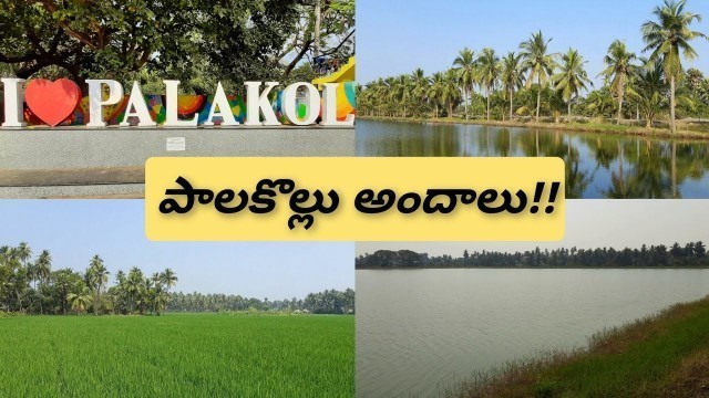 'Beautiful Surroundings Of Palakollu Town | తెలుగులో'