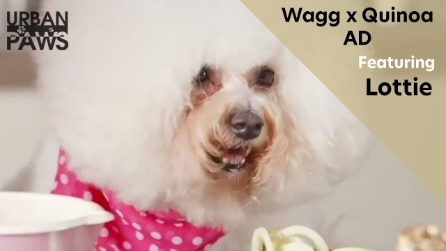 'Wagg x Quinoa -  Dogs aren\'t people advert featuring Lottie'