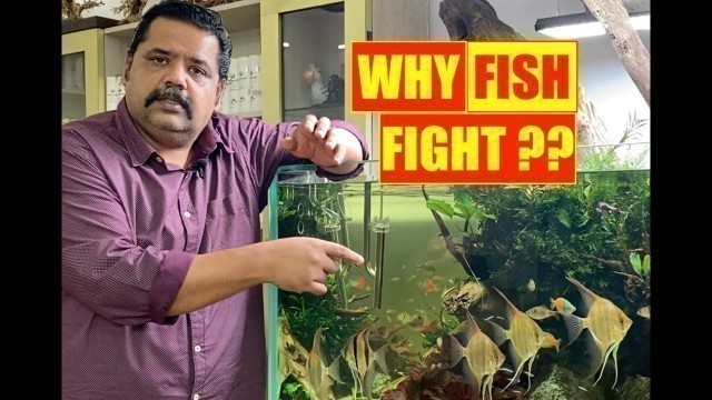'Why Aquarium Fish Fight ? How to Stop Fish Fight in Aquarium ? Mayur Dev\'s Tips Fish Keeping HD1080p'