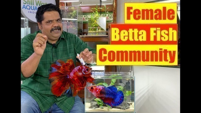 'Betta Fish Care Guide | Betta fish Community | Betta fish Natural Aquarium | Mayur Dev Aquascaper 4K'