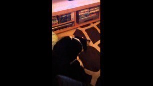 'Jenson\'s reaction to Baker\'s Complete dog food advert on the TV - Jenson Collie'
