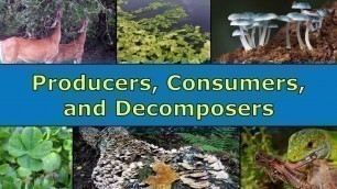 'Producers, Consumers, and Decomposers Overview'