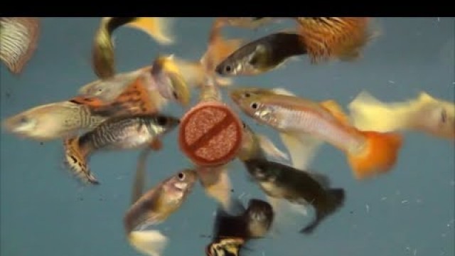 'FISH SCIENCE AQUARIUM FISH FOOD'