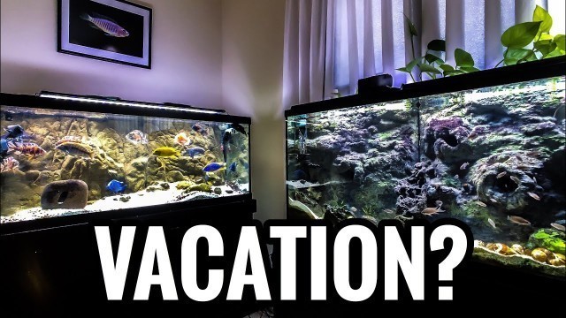 'Feeding Your Fish While Away on Vacation'