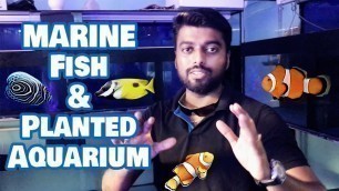 'Marine Fish Aquarium Kolathur Tips - Ornamental Pets and Fish Aquarium'