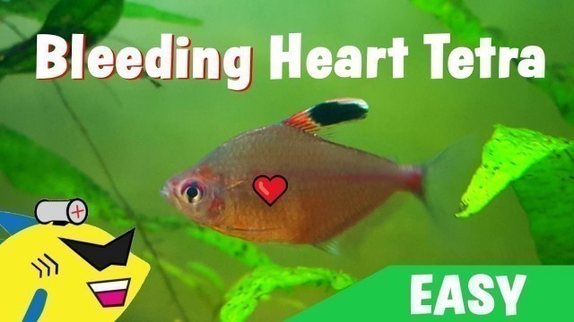 'GREAT BEGINNER FISH: Bleeding Heart Tetra - Care Guide'