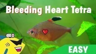 'GREAT BEGINNER FISH: Bleeding Heart Tetra - Care Guide'