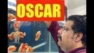 'Oscar  Fish Keeping | Oscar Fish Aquarium | Mayur Dev\'s Tips for Oscar fish Keeping HD 1080p'