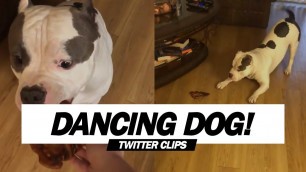 'Dog\'s Happy Dance For Food! | Viral on Twitter!'